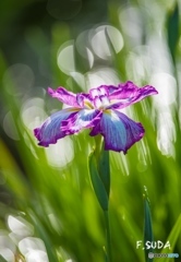 菖蒲３