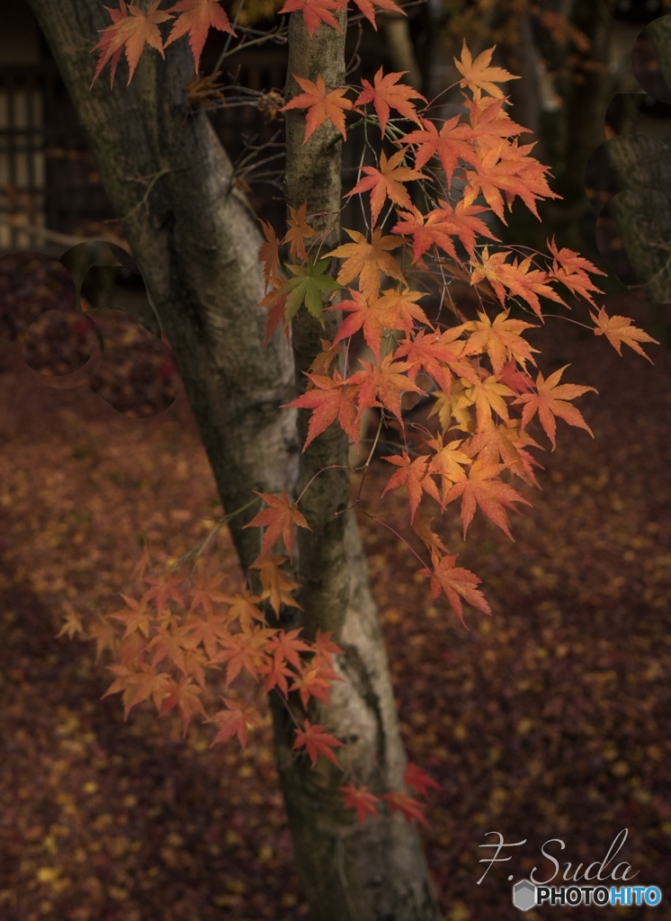 京の紅葉
