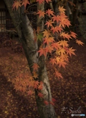 京の紅葉