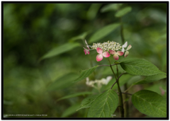 あじさいですか