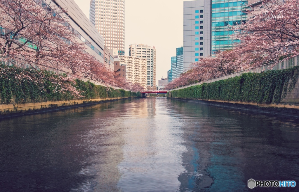 目黒川２
