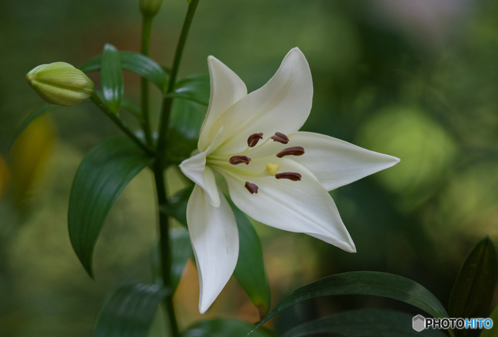 ユリの花３