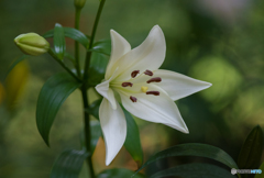 ユリの花３