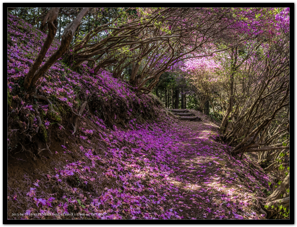 花のトンネル