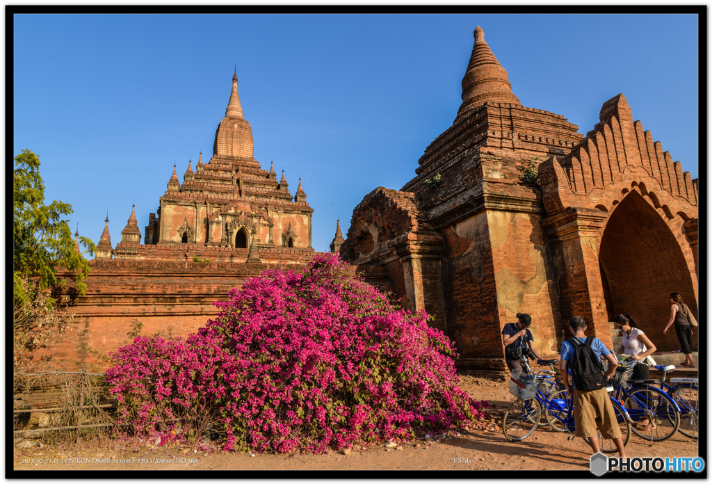 ブーゲンビリア