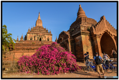 ブーゲンビリア