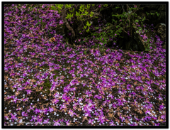 春がすぐ終わり