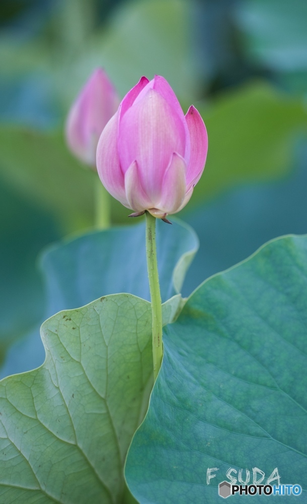 蓮の花１