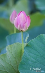 蓮の花１