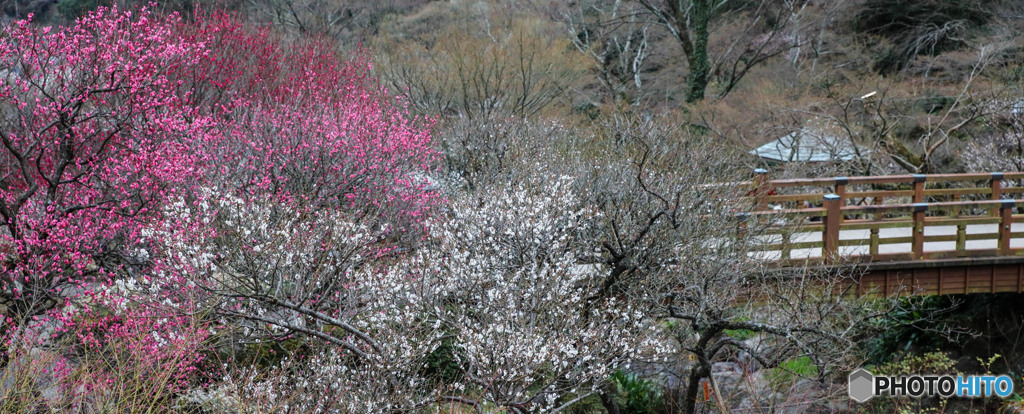 熱海梅園