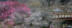 熱海梅園
