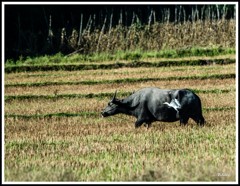 水牛と鷺