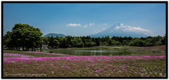 富士芝桜
