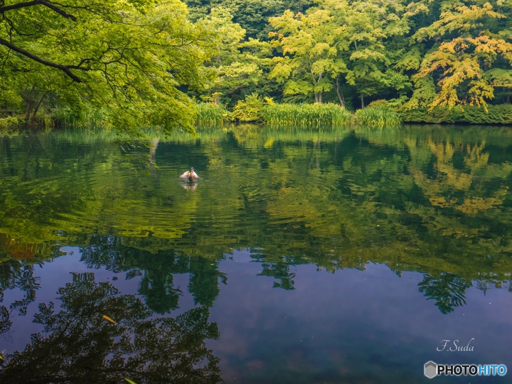 青池１