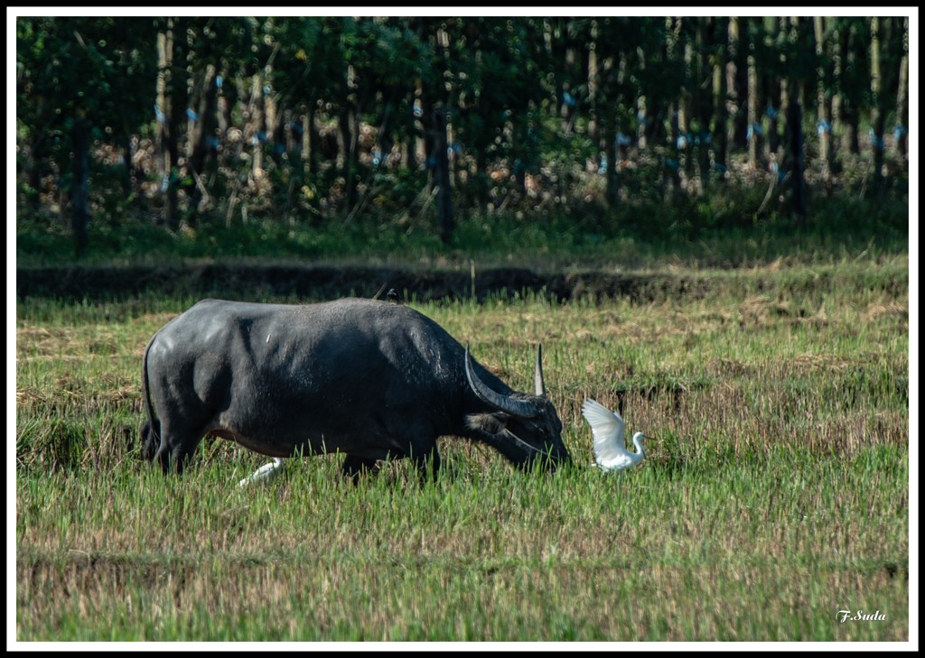 水牛と鷺