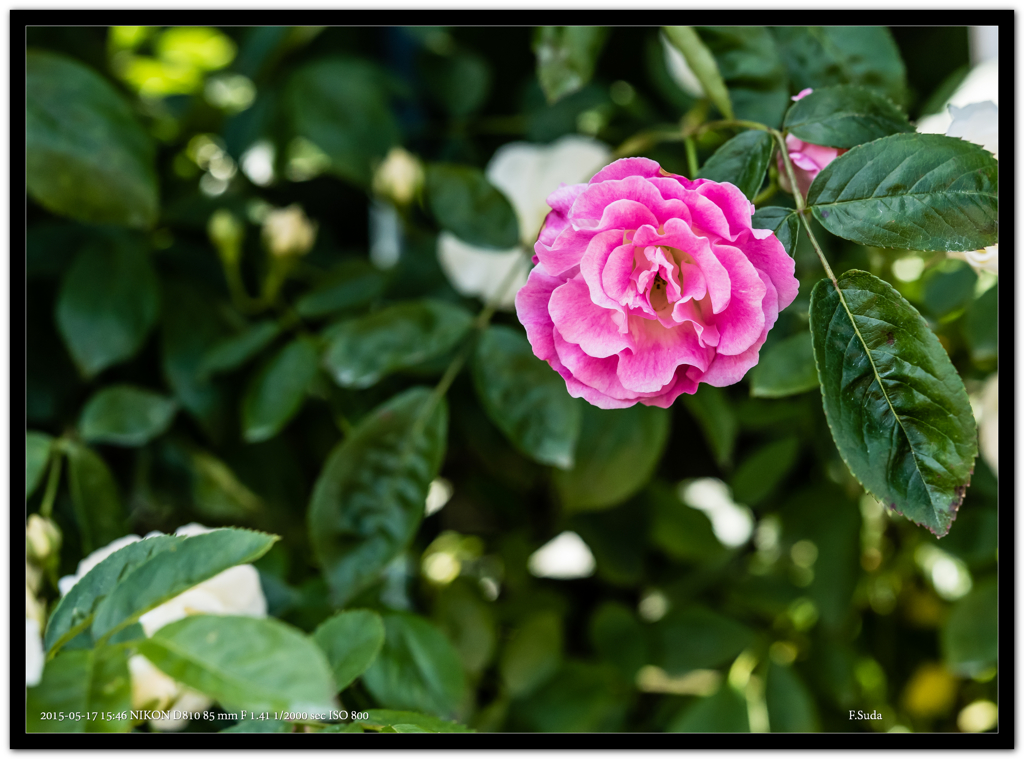 ボタンみたいな薔薇