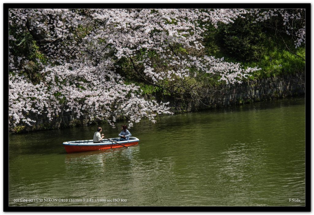 千鳥の桜２