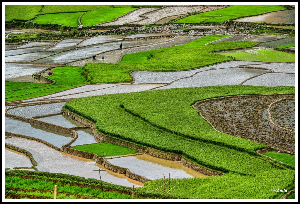 ムーカンチャイ棚田