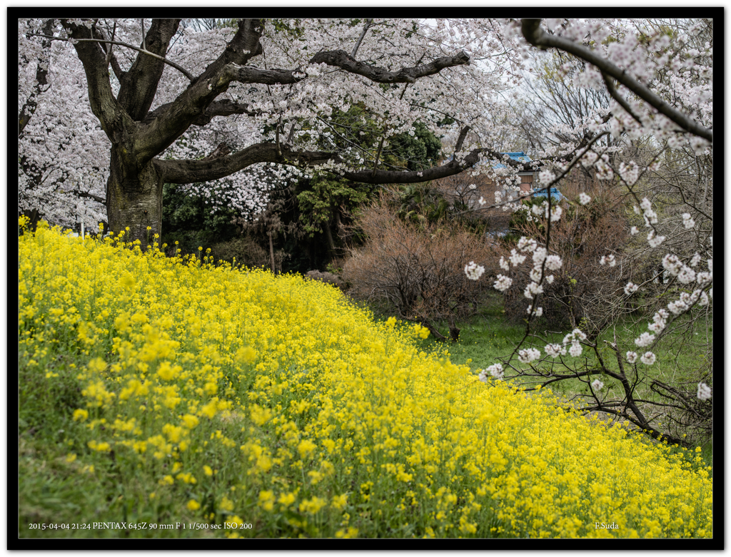 桜が満開