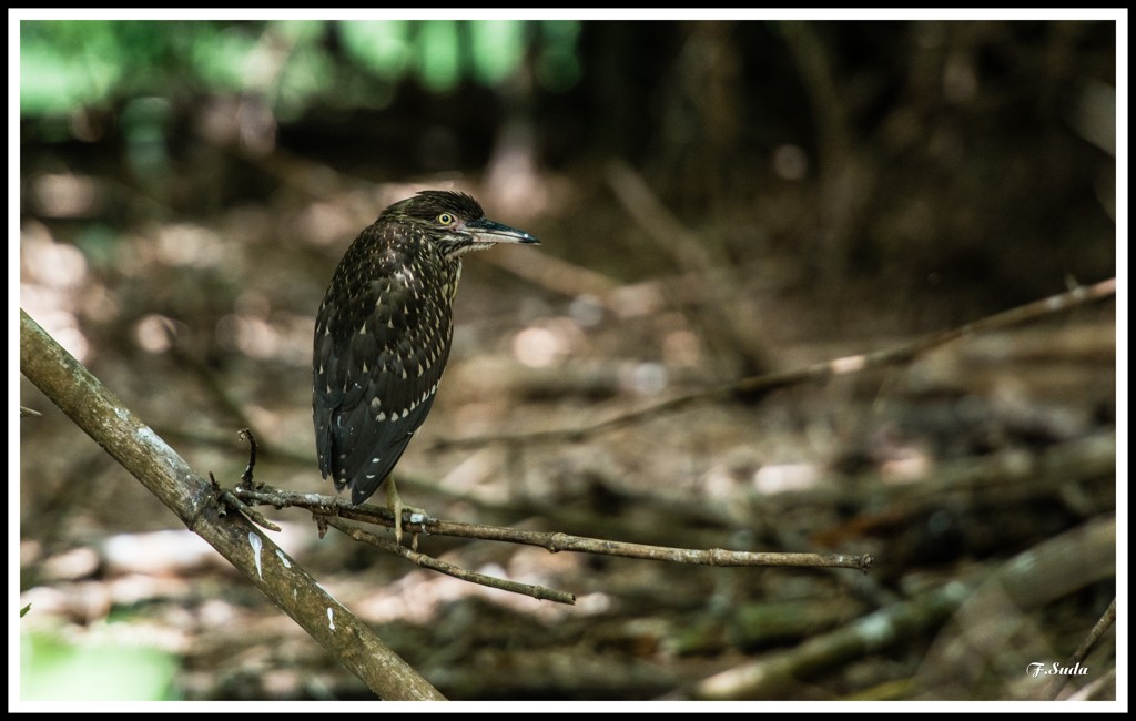 鷺の姿があった。
