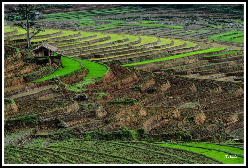 ムーカンチャイ棚田