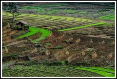 ムーカンチャイ棚田