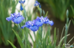 菖蒲５