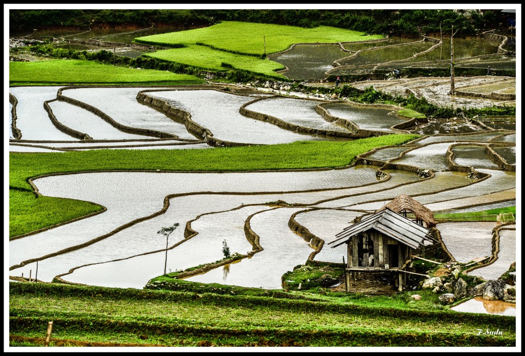ムーカンチャイ棚田