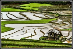 ムーカンチャイ棚田