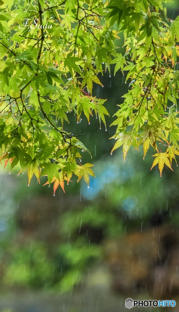 雨