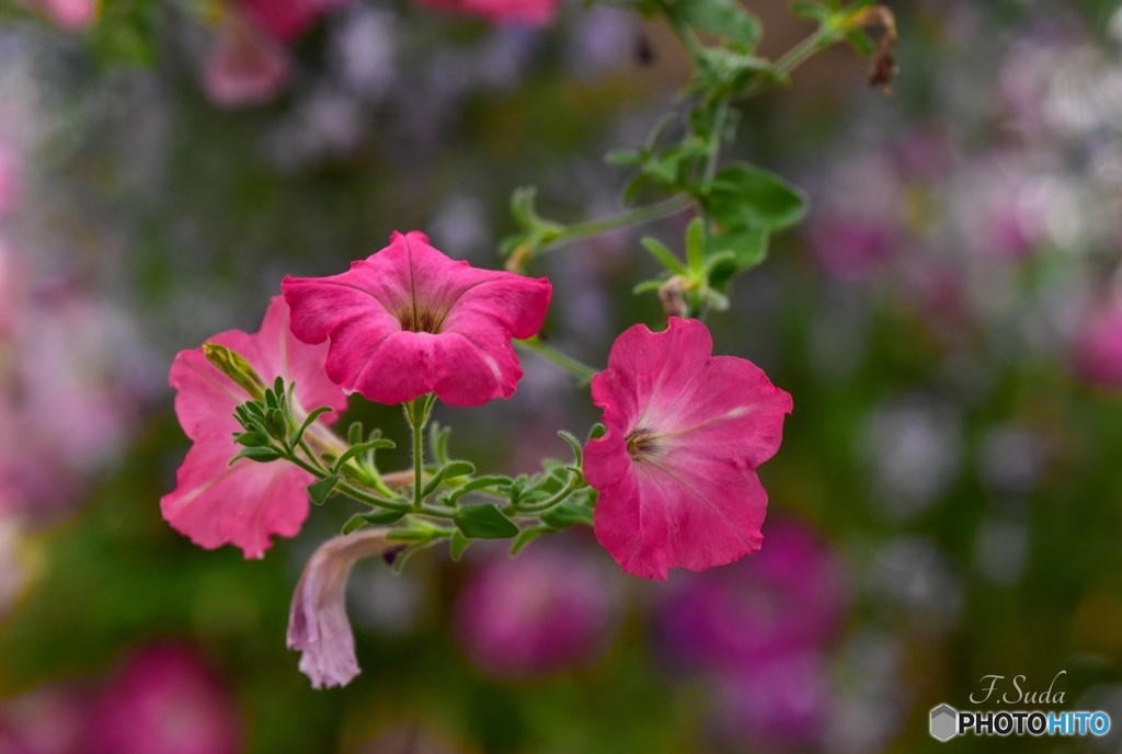 花１