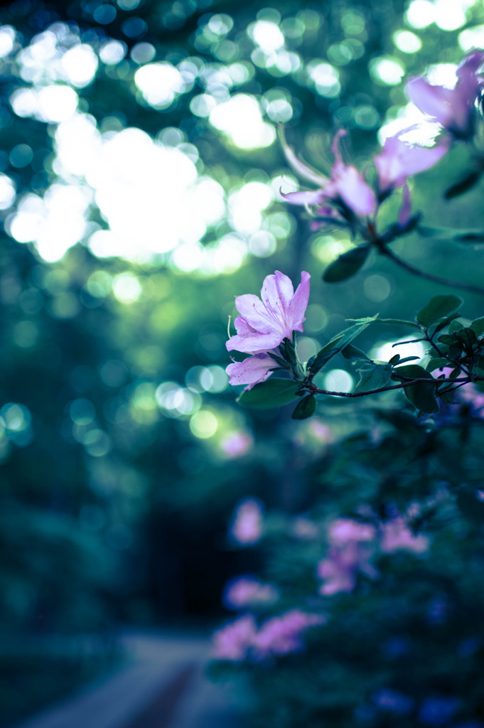 -森に咲く紫-