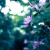 -森に咲く紫-