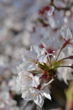 ことしの桜