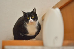 ちらり～