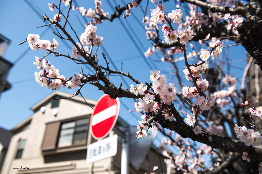 梅の花