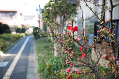 花の季節