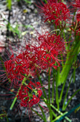 花開彼岸