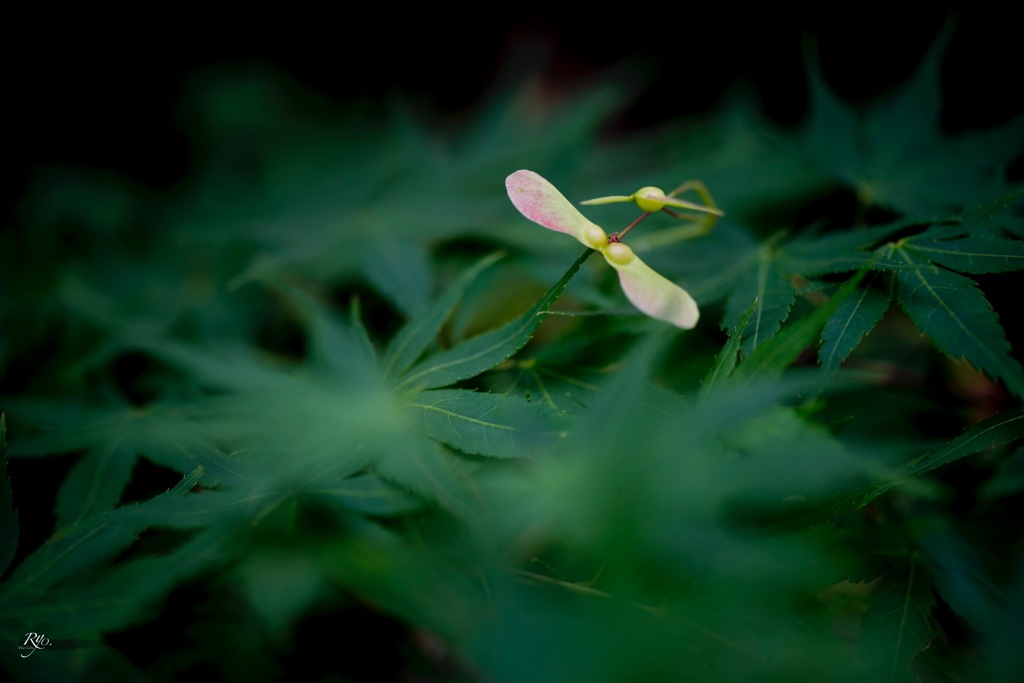 紅葉の花