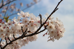 桜