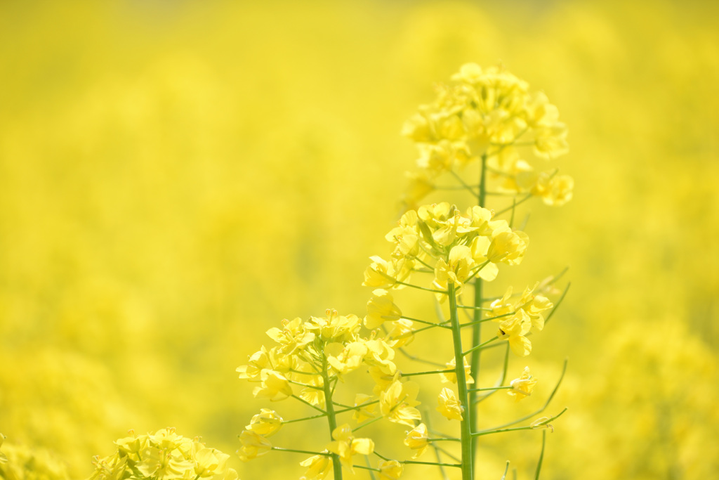 菜の花