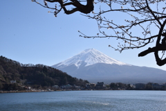 富士山と梅