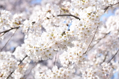 鳥屋野公園の桜　満開