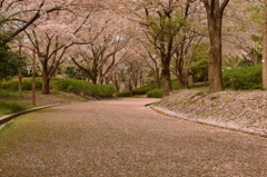 鳥屋野　散り始め