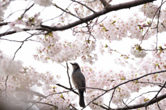 鵯の桜詣で