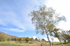 笹ヶ峰牧場