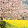 桜と菜の花１