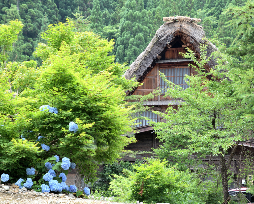 茅葺と紫陽花