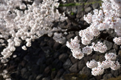 金沢城　桜と石垣