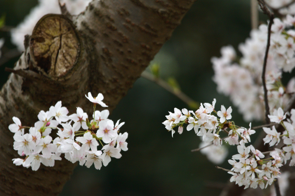 鳥屋野　桜